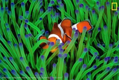 natural jigsaw puzzle
