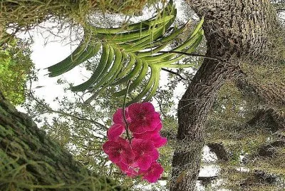 flores