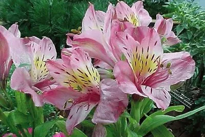 flores