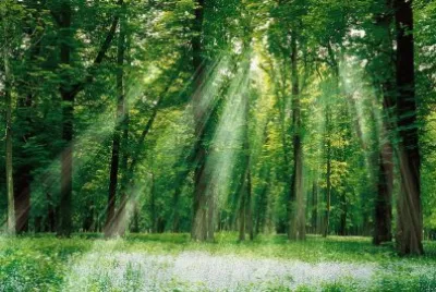 TX Sunlight Forest