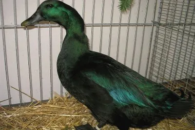 Cayuga