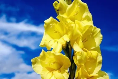 Imagem jigsaw puzzle