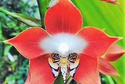 flores