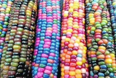 ELOTES