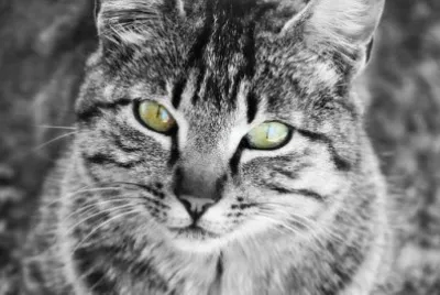 פאזל של Imagem