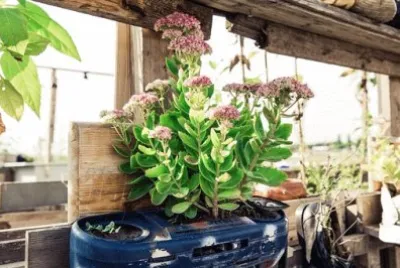 Imagem jigsaw puzzle