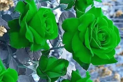 flores