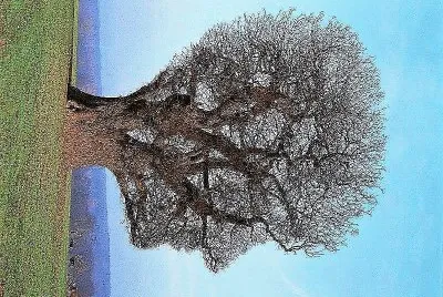 arte jigsaw puzzle