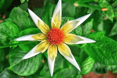 flores