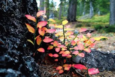 natura jigsaw puzzle