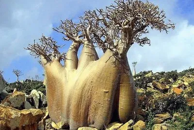 natural jigsaw puzzle