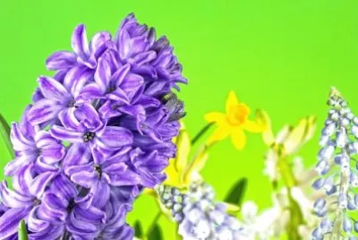 Imagem jigsaw puzzle