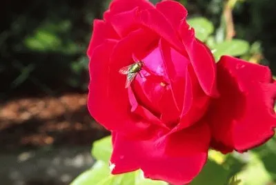 Imagem jigsaw puzzle