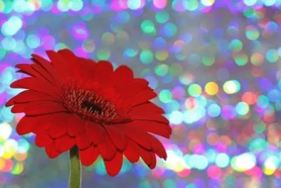 Imagem jigsaw puzzle