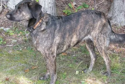 Treeing tennessee brindle