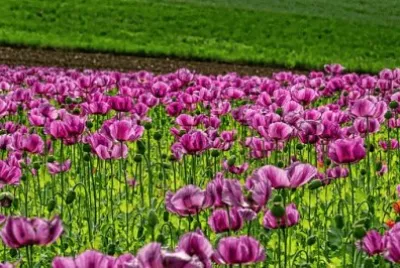 Imagem jigsaw puzzle