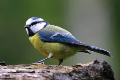 MÃ©sange bleue