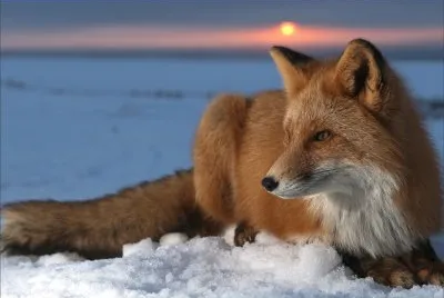 ZORRO
