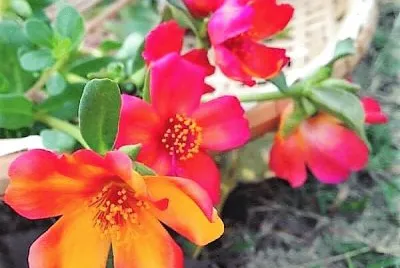 flores