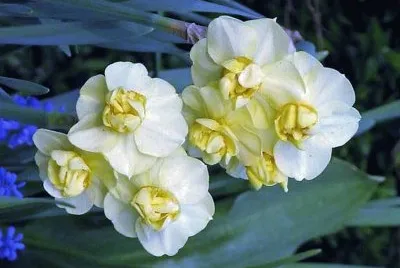 flores
