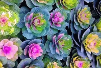 cores