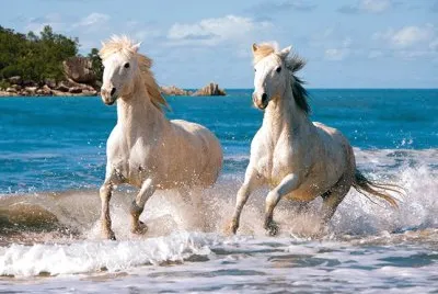 ×¡×•×¡×™×