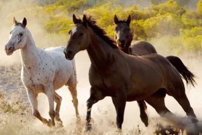 ×¡×•×¡×™×