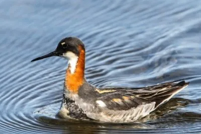 Faloropo beccosottile