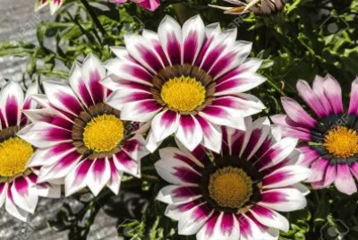 Gazania