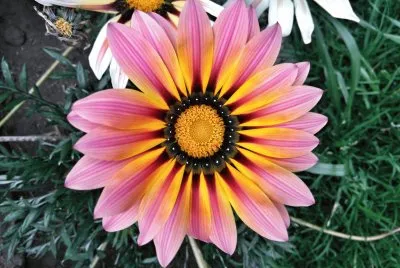 Gazania