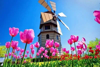 tulipanes