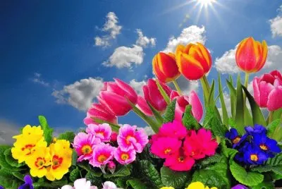 tulipanes2 jigsaw puzzle