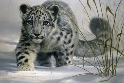 leopardo