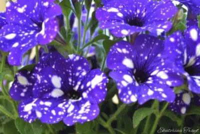 Gorgeous Night Sky Petunias