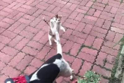 è²“çŽ©ç‹—å°¾å·´