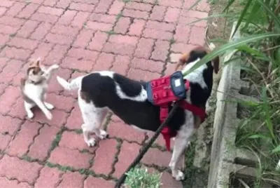 è²“çŽ©ç‹—å°¾å·´