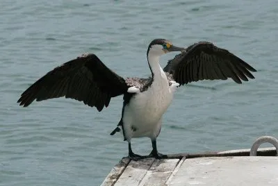 Cormorano bianconero