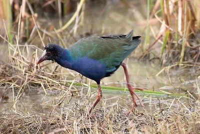 Gallinella di allen