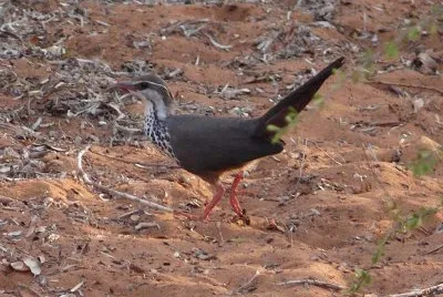 Monias benschi