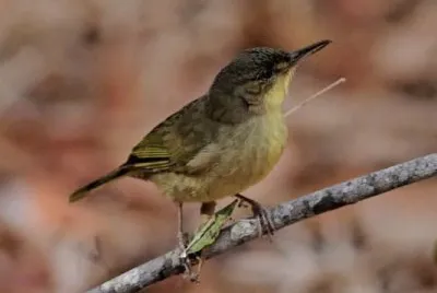 Long billed greenbul