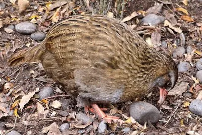 Weka camoscio