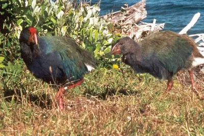 Takahe dell 'isola del sud