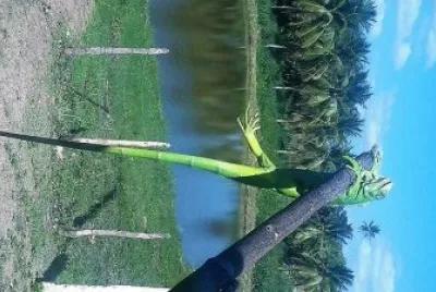 natural