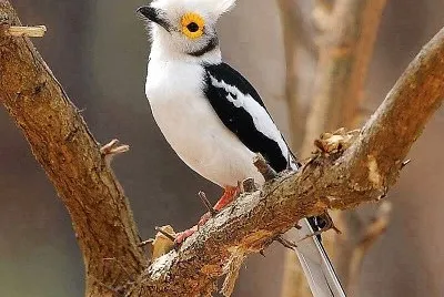 natural