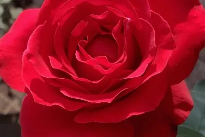 Rosa doÃ±a R