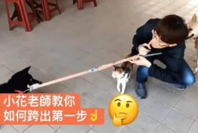 è²“ç‹—ç¤¾æœƒ
