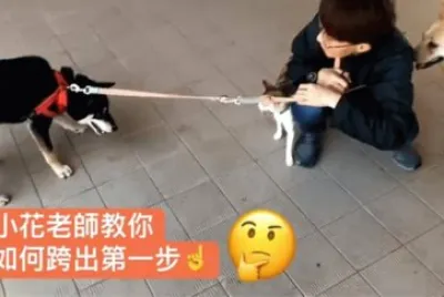 è²“ç‹—ç¤¾æœƒ