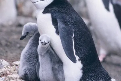 Pinguino barbijo