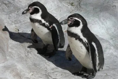 Pinguino humboldt