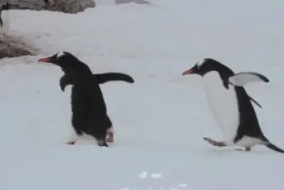 Pinguino gentoo